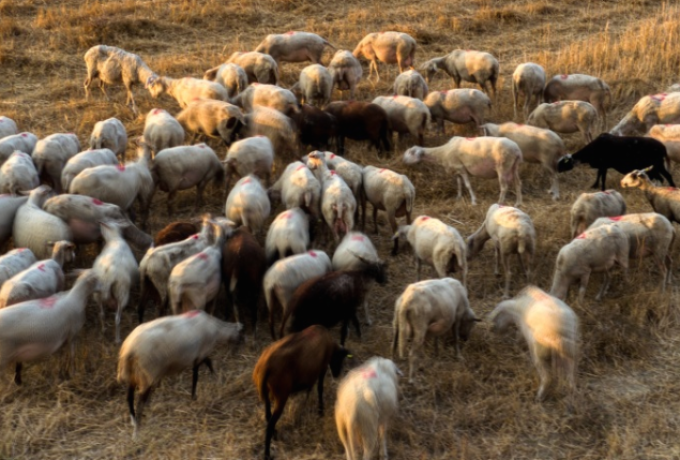 Κρούσμα πανώλης και στην Κορινθία